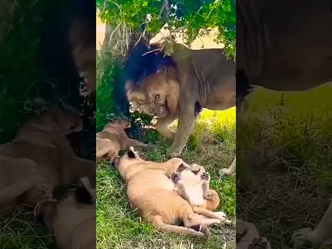 A male lion is protecting his cubs.#life #animal #beautiful #big #love #safari #waldlife #0007