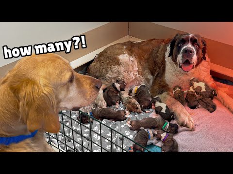 Golden Retriever Meets Rescue Dogs Miracle Puppies