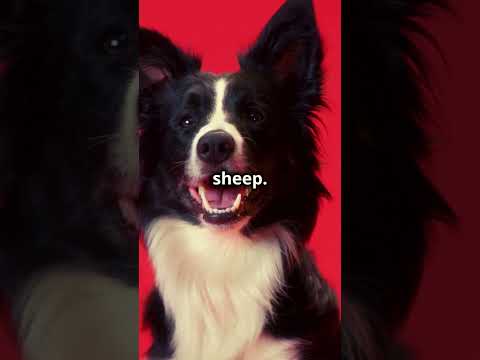 The Incredible Border Collie History, Traits, and Talents!