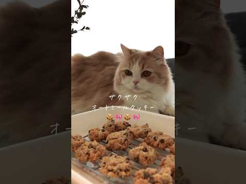 30代オートミールでヘルシーなおやつを作った日🍪🎀