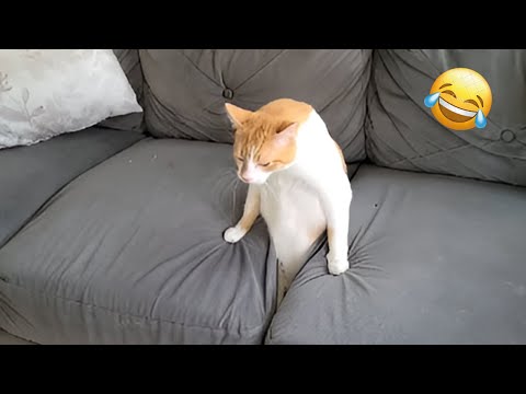 This is why everyone should have a cat 😂Funniest Animal Videos