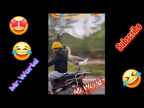 Trynottolaugh🤣, best funny video compilations😂, funniest videos ever, summary of the week.