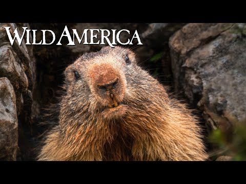 Wild America | S7 E2 Marmot Mountain | Full Episode HD