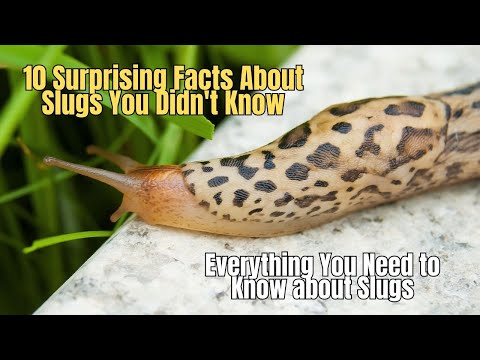 🔥 10 Surprising Facts About Slugs You Didn't Know 🐌 Slugs Facts