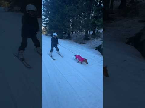 ⛷️🐕#dog #doglover #kids #ski #skiing #life #lifestyle #kidsvideo #lovely #beauty #serbia #winter