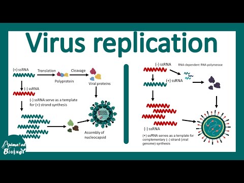 Replication of ds DNA and ssRNA virus | Virus replication cycle | Virology