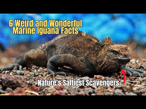 6 Marine Iguana Facts 🦎 Weird and Wonderful Marine Iguana Galapagos Islands