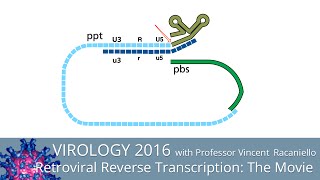 Virology Lectures 2016: Retroviral Reverse Transcription