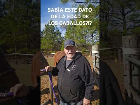 HORSE AGE   Sabía este dato de la edad de los caballos ?🐎 #horse #horses #horseage