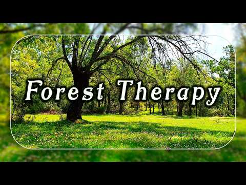 Healing Frequency Forest Therapy 🌳🌞 Begin Your Day with POSITIVE MORNING VIBRATIONS🌳Spring Sounds