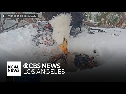 Wildlife officials make grim observations about third eaglet that appears to be missing from nest