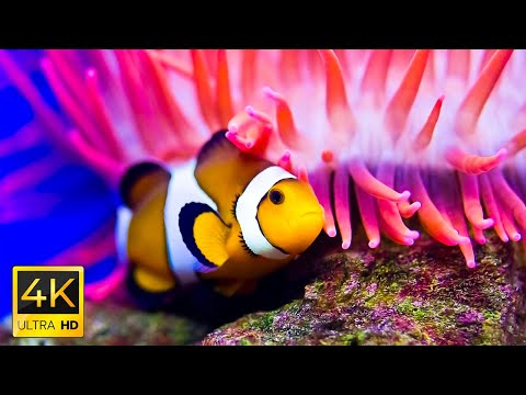 Aquarium 4K VIDEO (ULTRA HD) - Healing music, relaxing music for work, study, good sleep