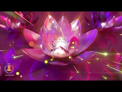 558Hz 💕 Lotus Healing Meditation Music ✦ Revitalize, Calm the Mind, & Relieve Anxiety Symptoms