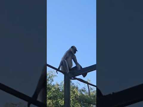 Gujarat zoo monkey #shortsviral #shortsfeed #trendingvideo #zoo #monkey