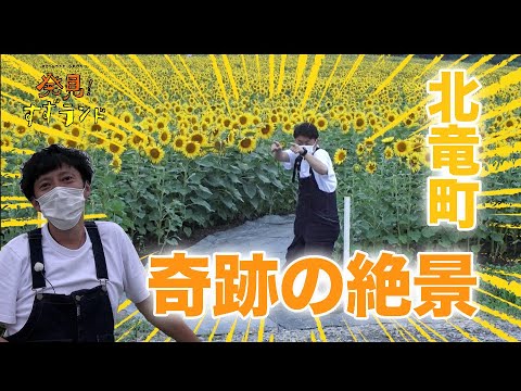 【北海道の絶景】日本最大級のひまわり畑【北竜町】