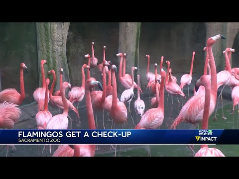 Sacramento Zoo hosts annual Flamingo Roundup for health checks