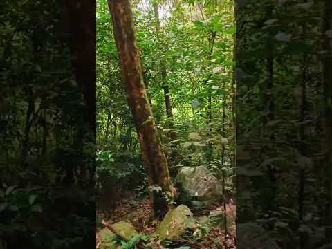 കാടിൻ്റെ സംഗീതം Sound of Nature. Birds Sounds in the forest