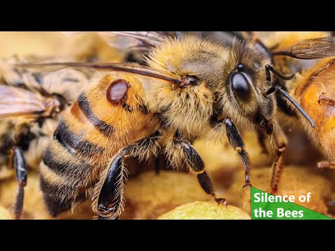 All about the Bees (Nature Documentary, Full Length)