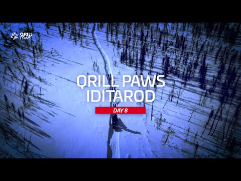 RACE TO THE FINISH | Iditarod Highlight | DAY 8 | QRILLPAWS 2021