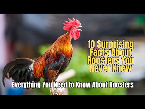 🐔10 Surprising Facts About Rooster You Never Knew 🐓 What Does a Rooster Look Like?