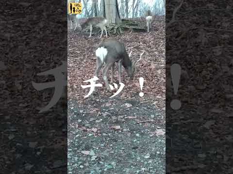 Japan, deer in Hokkaido!