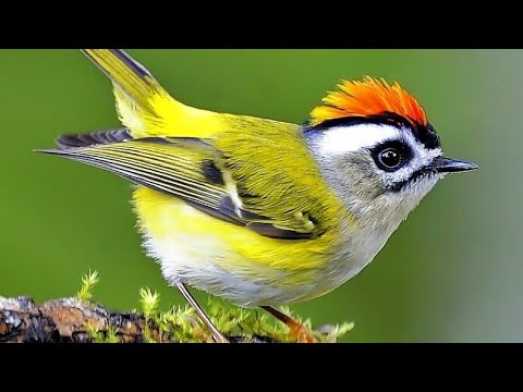 SOOTHING calming nature sound| birds song