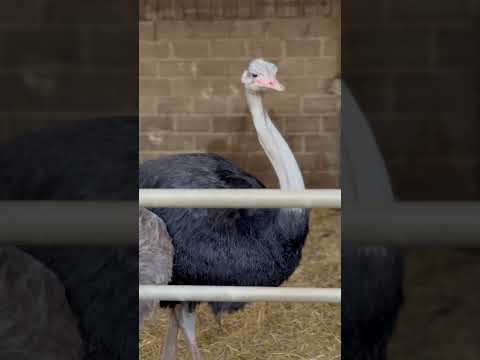 Ostrich #ostrichbird #shortsvideo