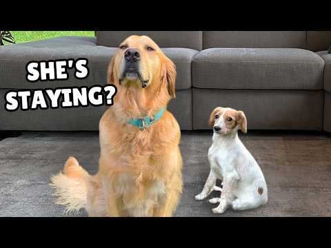 Golden Retriever Meets Brave Rescue Puppy (First 7 days together)