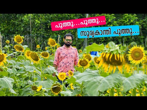 ഈ വേനലിലും സൂര്യകാന്തിപ്പാടം കാണാം 🌻🌻Sunflower Field in Kerala - May 2023