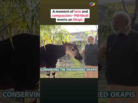 A moment of love and compassion - PM Modi meets an Okapi. #Vantara #RelianceFoundation