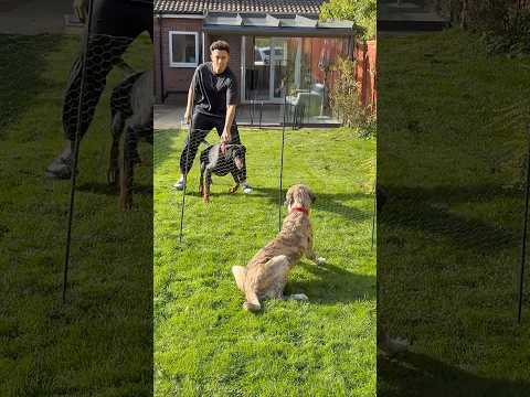 Doberman Meets Big Rescue Dog