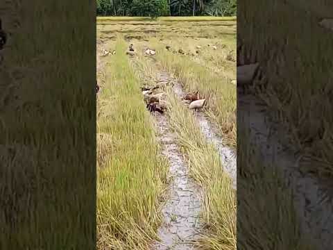 #Philippines #Carabao #Ducks #rice harvesting