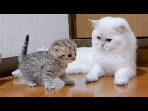 Wait For End Part 3 😂🤗😍 | New Funny Videos 2025 | Animals Video  | Cats Vs Dogs Funny videos daily