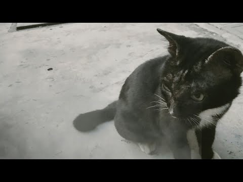 This stray cat reminds me of my late cat | Feeding Stray Cats | Shot on #Mijia 4K Action Cam