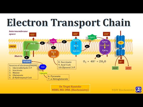 2: Electron Transport Chain | Biological Oxidation | Biochemistry | N'JOY Biochemistry