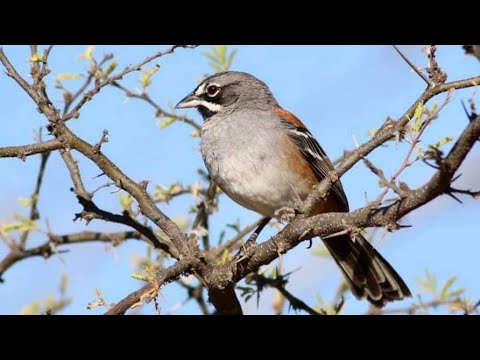 Bridled Sparrow and its Song