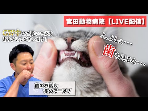 宮田動物病院 ライブ配信【MAHチャンネル】