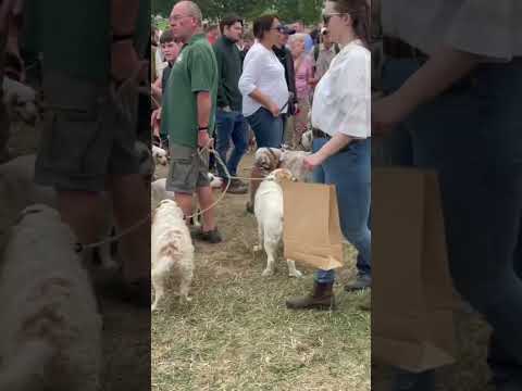 The Game Fair 2022 happy doggos everywhere #gundogtraining #gundogs #Game #british #GloriousEngland