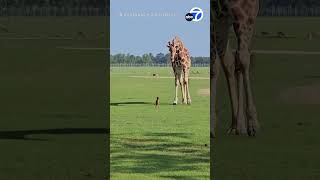 Curious giraffe inspects baby deer at Louisiana Wildlife Park