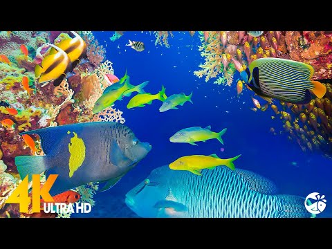 Aquarium 4K VIDEO ULTRA HD - Beautiful Coral Reef Aquarium Collection - Marine Life,Sea Animals #4k