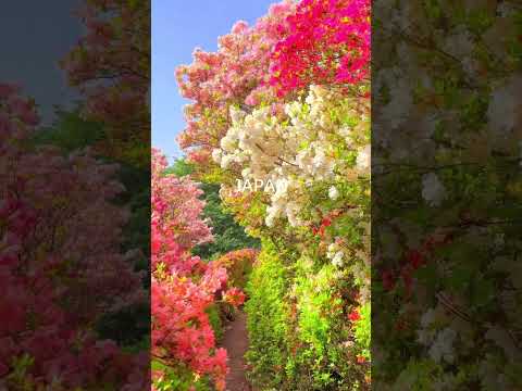 Nature's Symphony❤️  -  Exploring the Untouched Beauty of Japan's Natural Landscapes