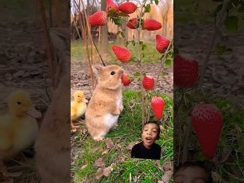 The little rabbit squirts and eats strawberries #rabbit #cutepet #rabbits #shorts