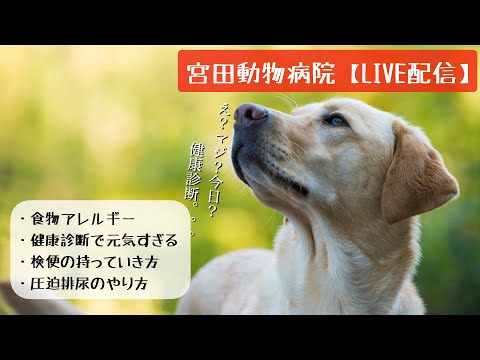 宮田動物病院 ライブ配信【MAHチャンネル】