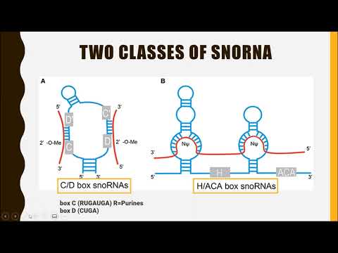 SMALL NUCLEOLAR RNA (snoRNA)