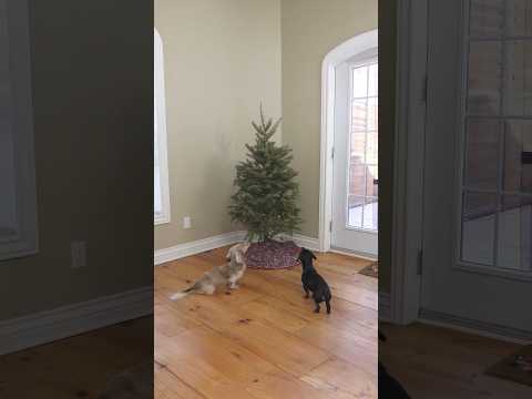 Dogs decorate the tree! 🎄