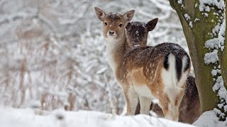 Beautiful Relaxing Music, Peaceful Soothing Instrumental Music, in 4k "Winter Wildlife" by Tim Janis