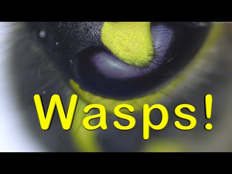 Wasps! - Our Small World Video