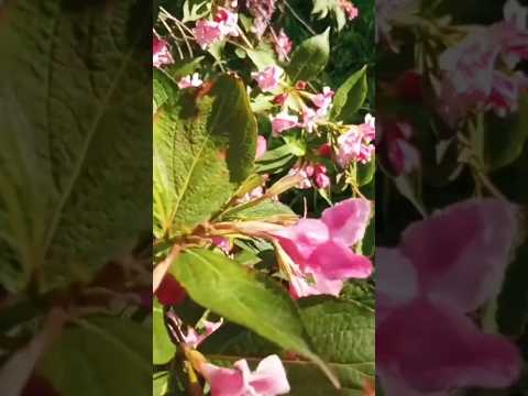 flowering #bush #spring #city #park