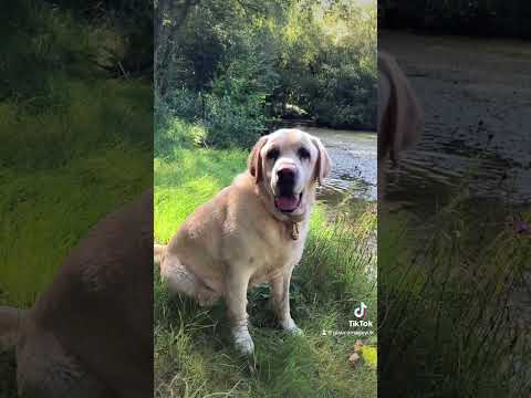 Labrador Puppy #FYP #Labrador #Puppy #Dogs #DogVideo #Petvideo #CuteDog