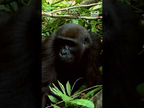 Zookeeper's emotional reunion with gorilla | 60 Minutes Australia